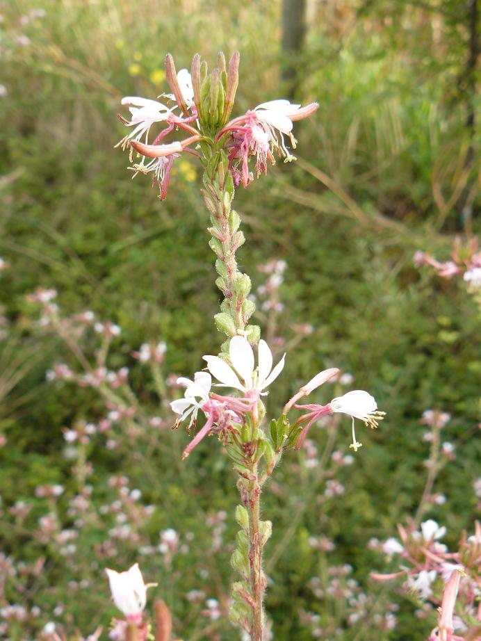 Oenothera lindheimeri / Enagra di Lindheimer